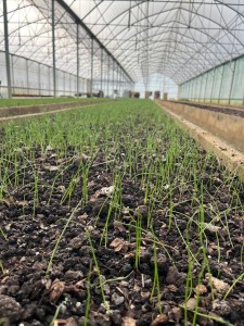 Ça pousse doucement sous nos serres !