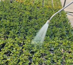 Printemps 2026 chez Sainte Marie Horticulteur