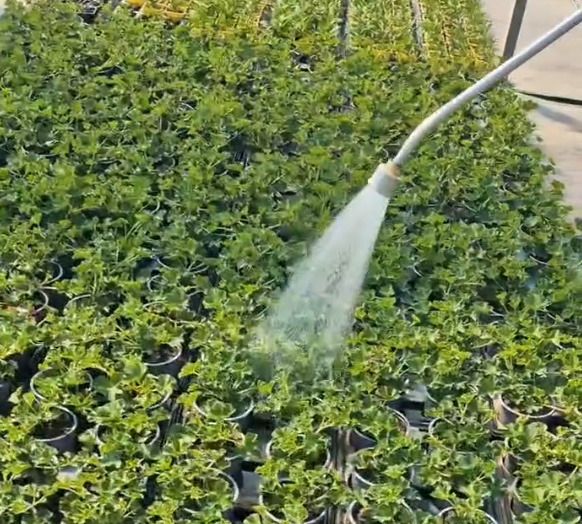 Printemps 2026 chez Sainte Marie Horticulteur