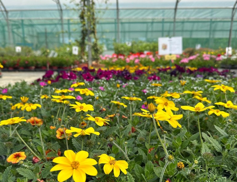 Fleurs et plants potager 2026