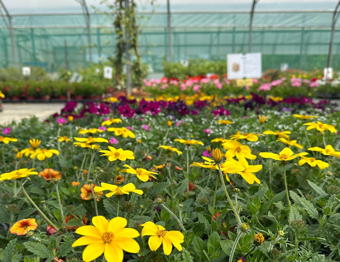 Fleurs et plants potager 2026