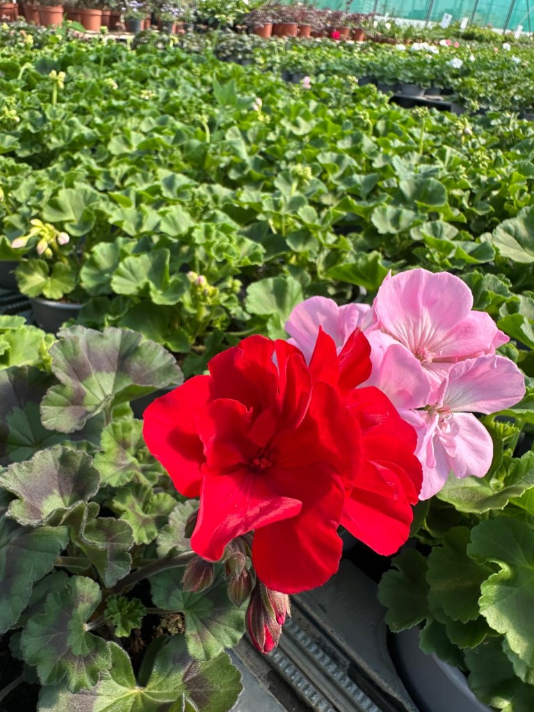 Sainte-Marie Horticulteur : le printemps est arrivé !