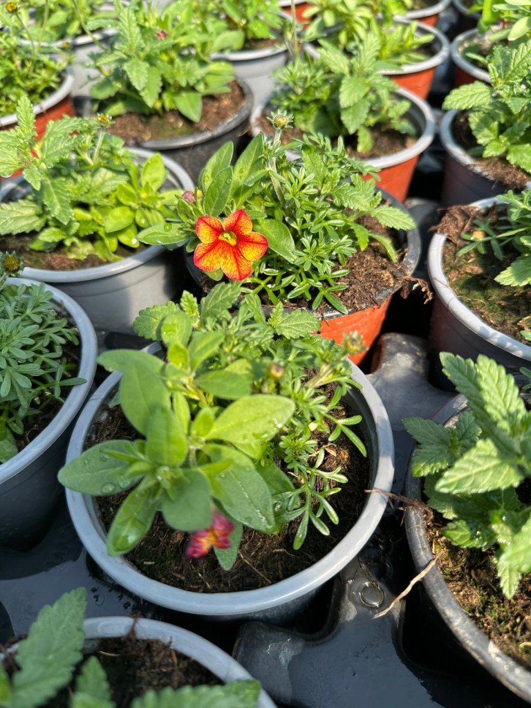 Sainte-Marie Horticulteur : le printemps est arrivé !