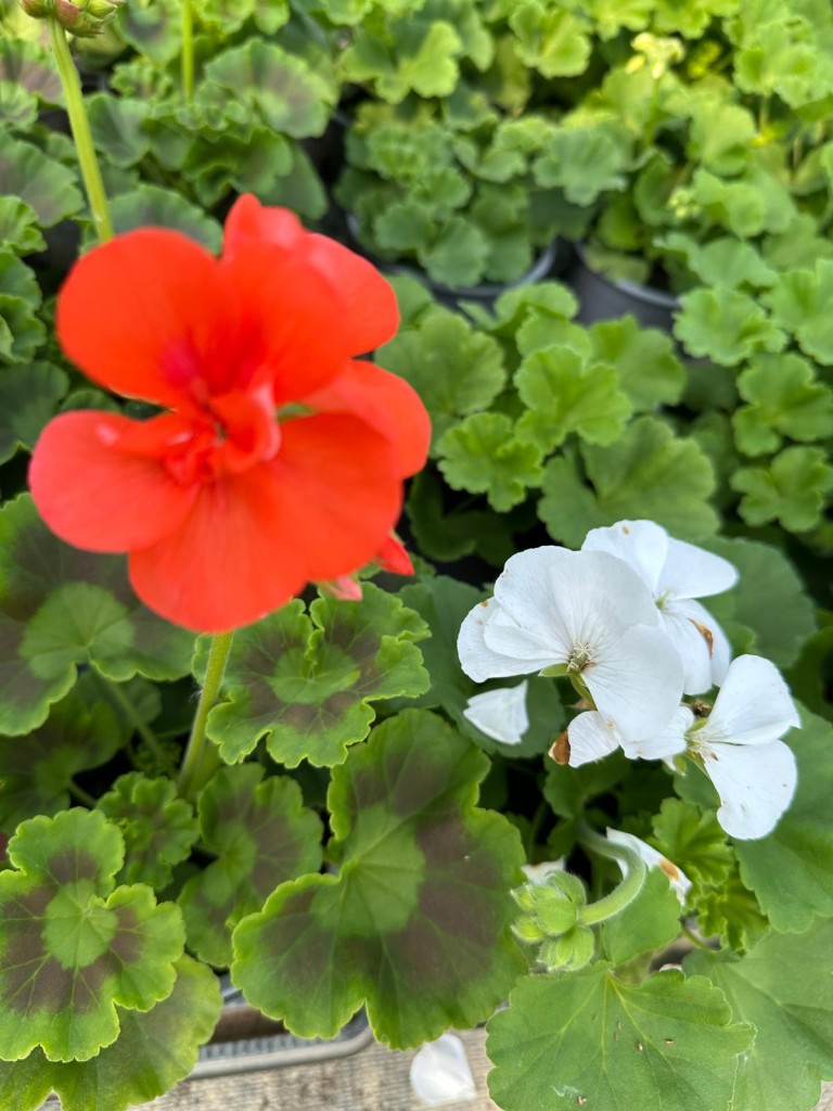 Sainte-Marie Horticulteur : le printemps est arrivé !