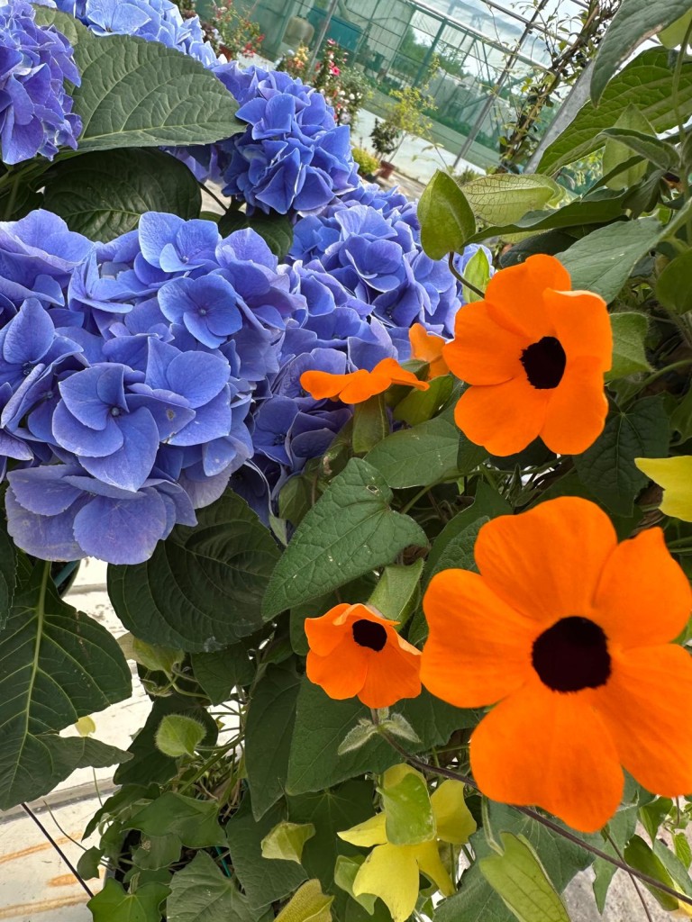 Sainte-Marie Horticulteur : le printemps est arrivé !