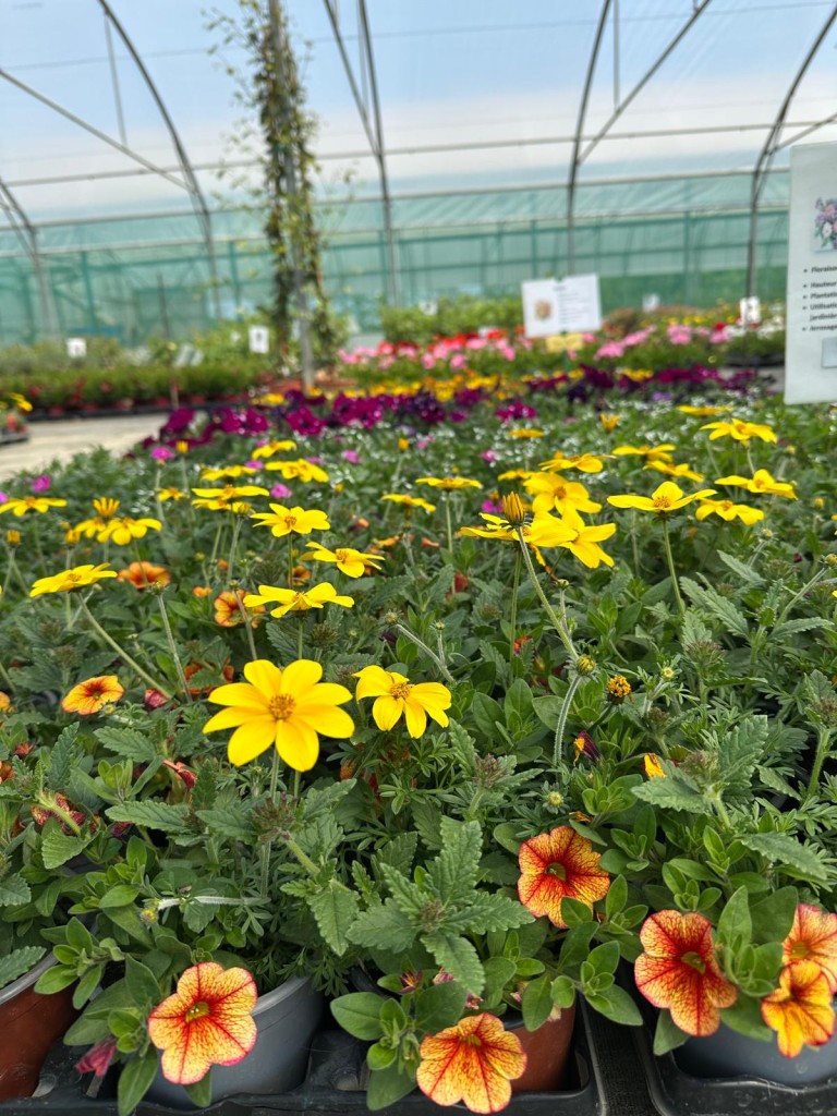 Sainte-Marie Horticulteur : le printemps est arrivé !