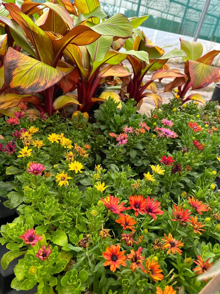 Actualité Sainte Marie Horticulteur - été 2026