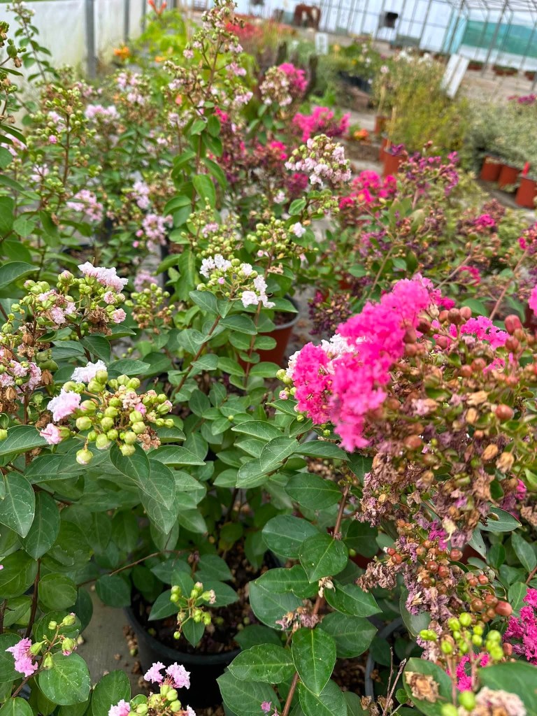Actualité Sainte Marie Horticulteur - été 2026
