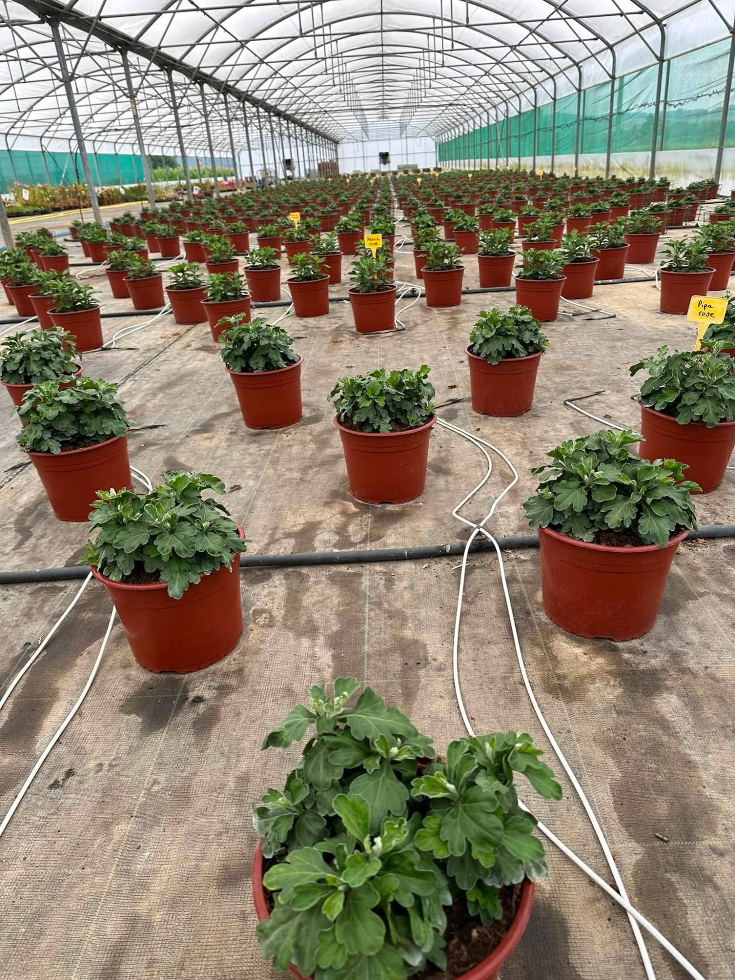 Actualité Sainte Marie Horticulteur - été 2026