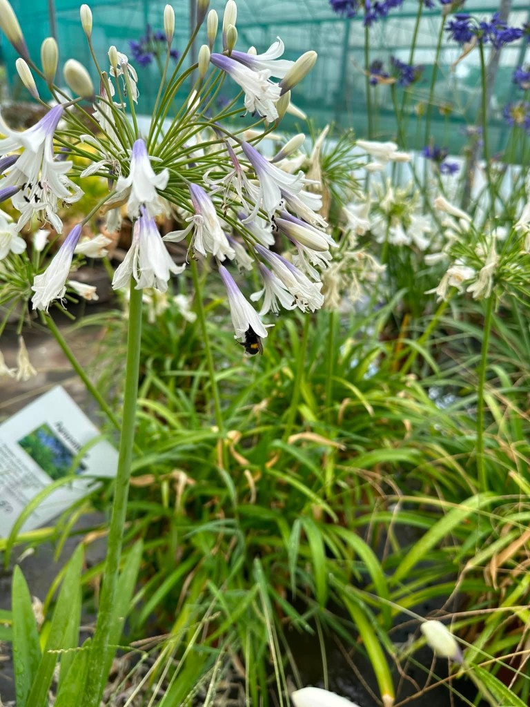 Actualité Sainte Marie Horticulteur - été 2026